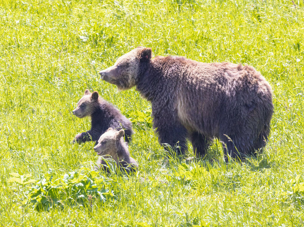 A grizzly sow and cubs forage along Obsidian Creek in Yellowstone National Park.