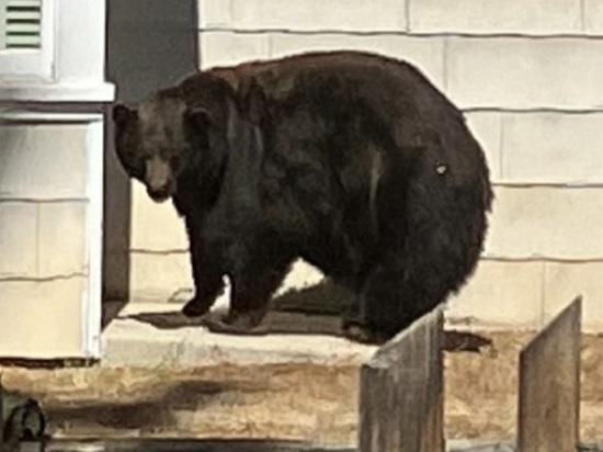 A large black bear known as 64F was captured by state authorities in the area around Lake Tahoe, Calif., on Friday after being responsible for at least 21 home break-ins.