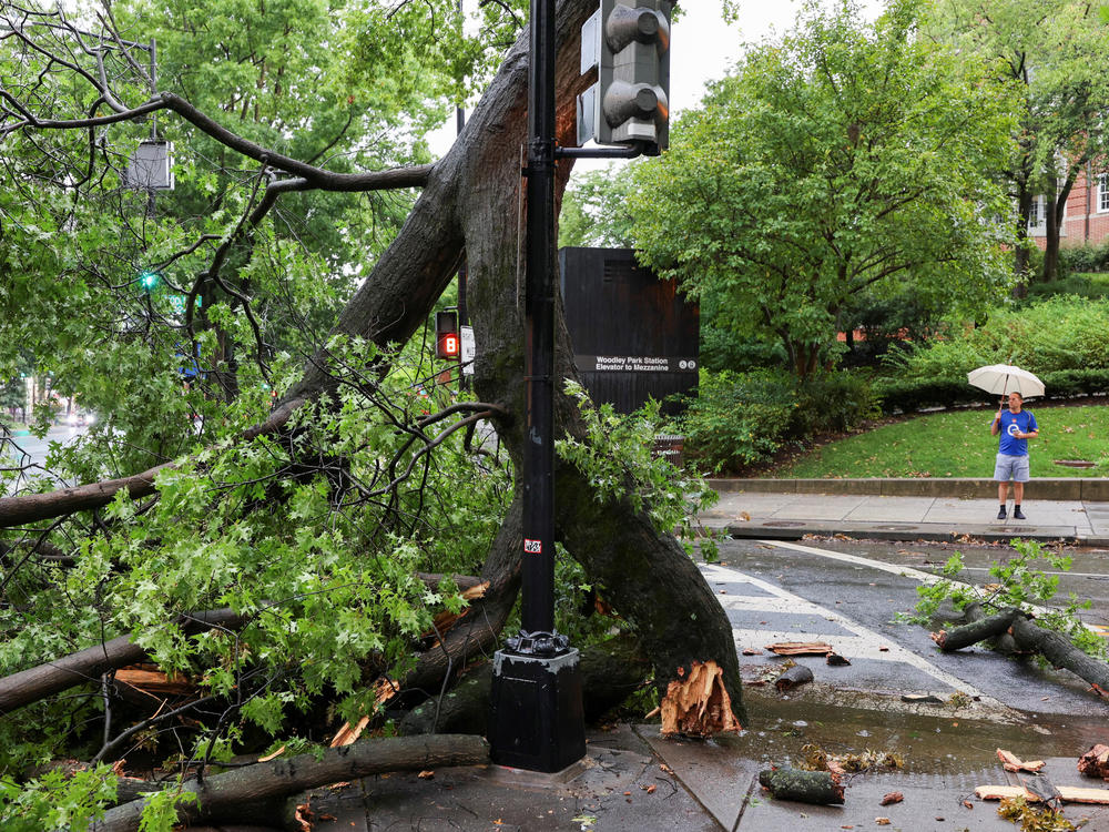 A man holding an umbrella stands near a fallen tree during stormy weather in Washington, D.C., on Monday.
