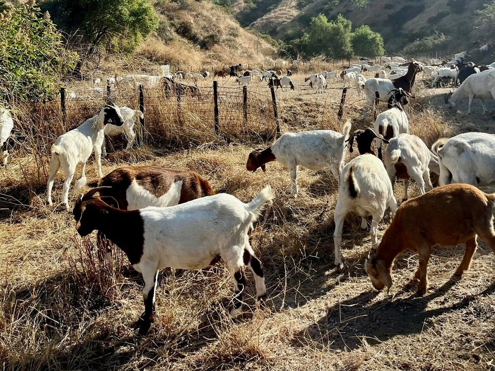 In Glendale, Calif., a herd of 300 goats cleared out about 14,000 acres of dry brush and vegetation that fuels wildfires.
