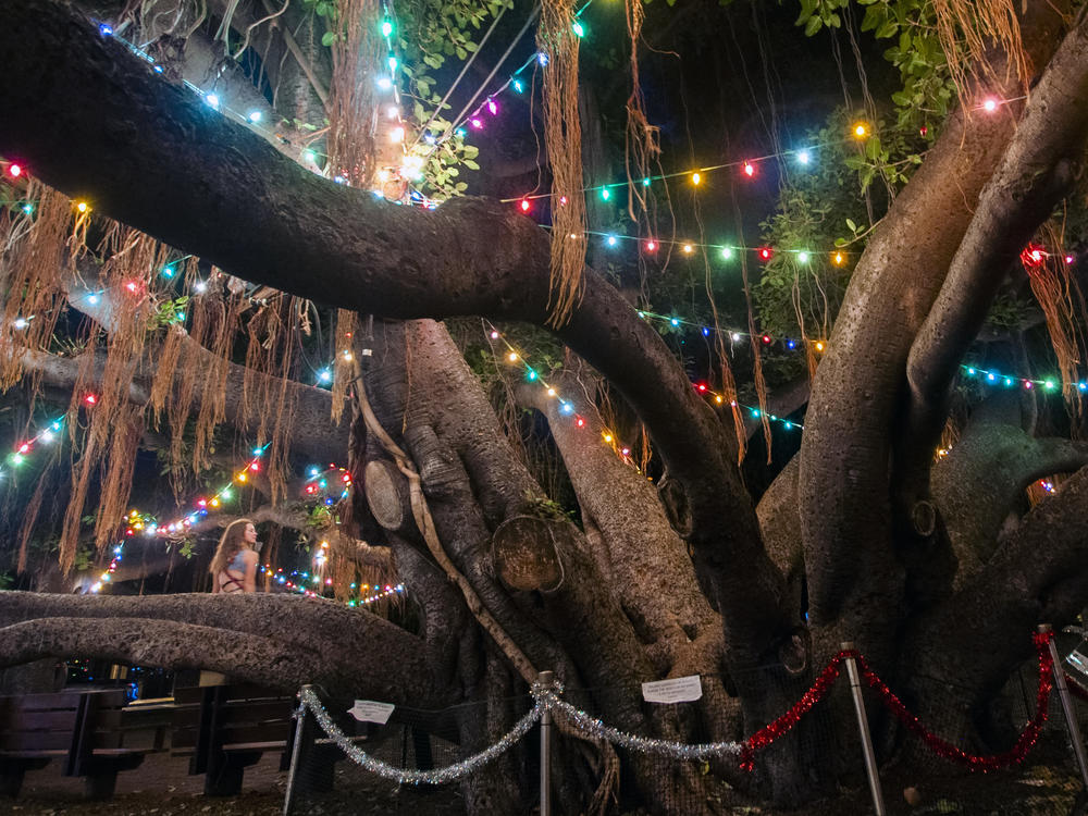 The tree is seen here in December 2020, decorated with holiday lights.