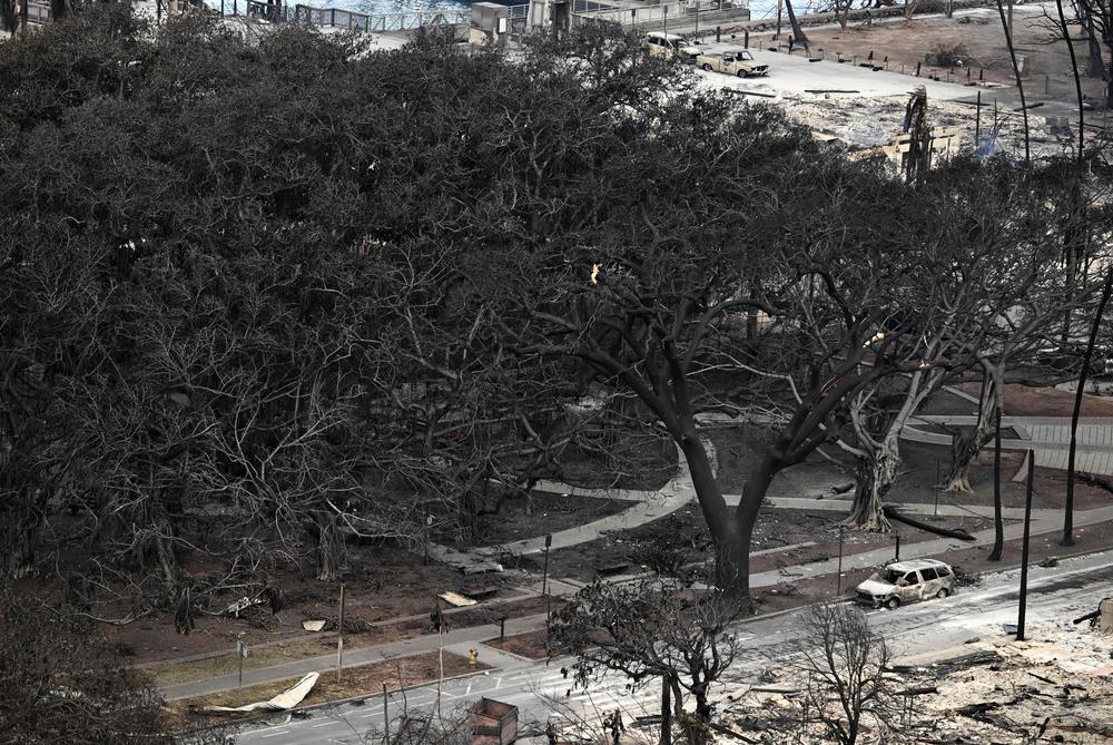 August 10: The historic Banyan tree is surrounded by burned cars.