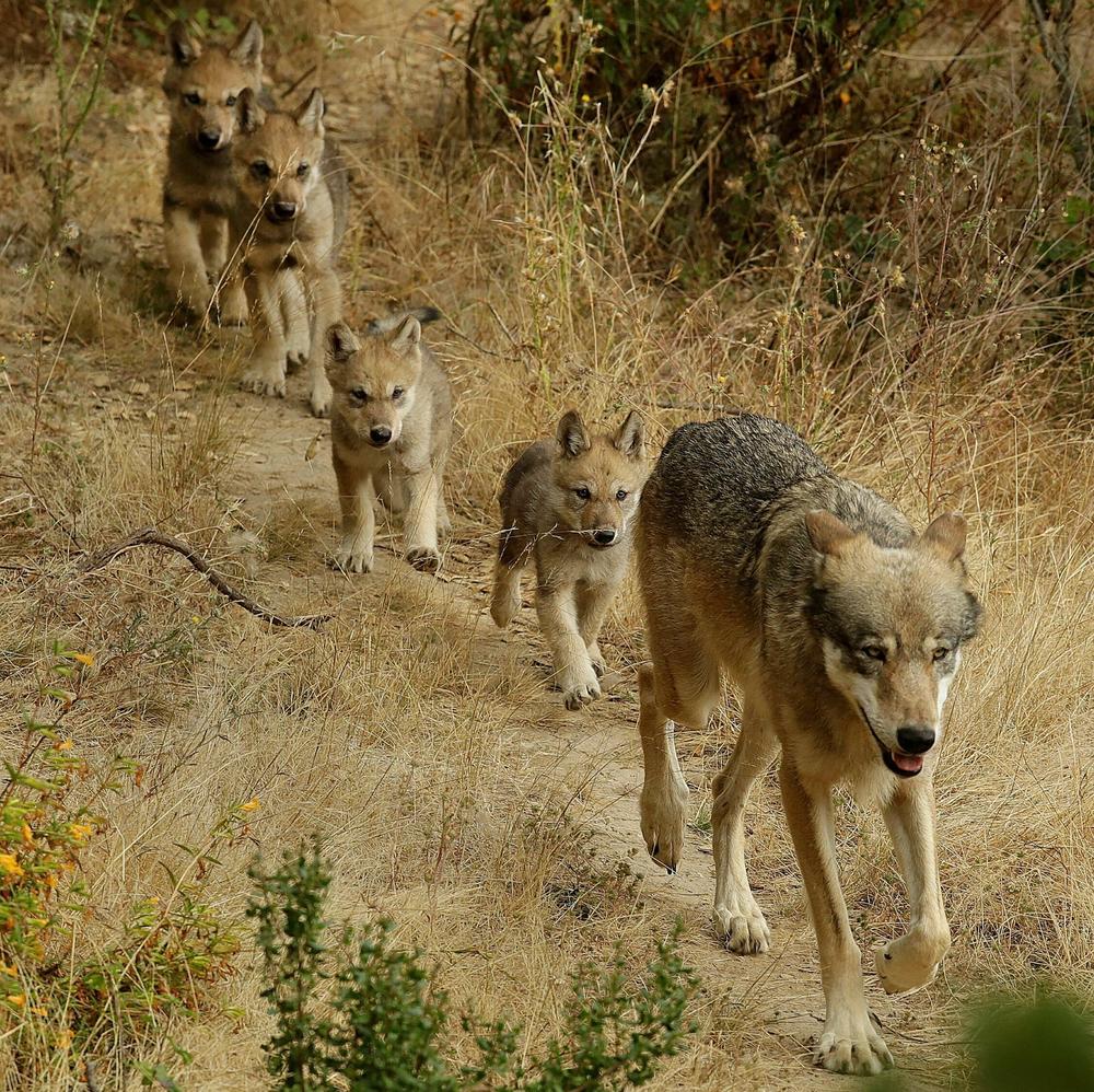 A male grey wolf leads his four pups to explore their habitat at the Oakland Zoo in Oakland, Calif., on July 1, 2019.