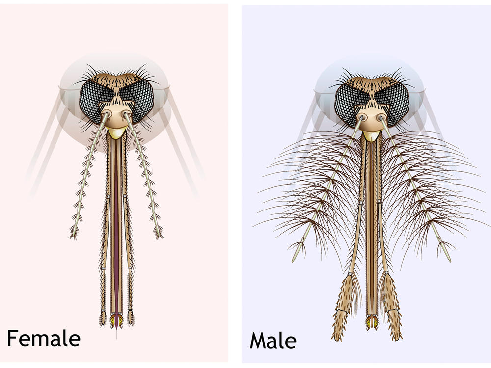 An illustration of the head and mouth parts of Anopheles sp. female and male mosquitoes. The hairs (or fibrillae) on the antenna of the male enable them to hear the buzz of females in a swarm.