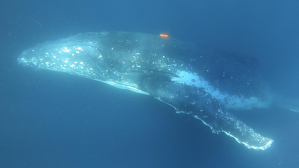 A humpback with the CATS cam digital tracker attached. The tags can be set to detach after a few hours of collecting data, and can then be retrieved.