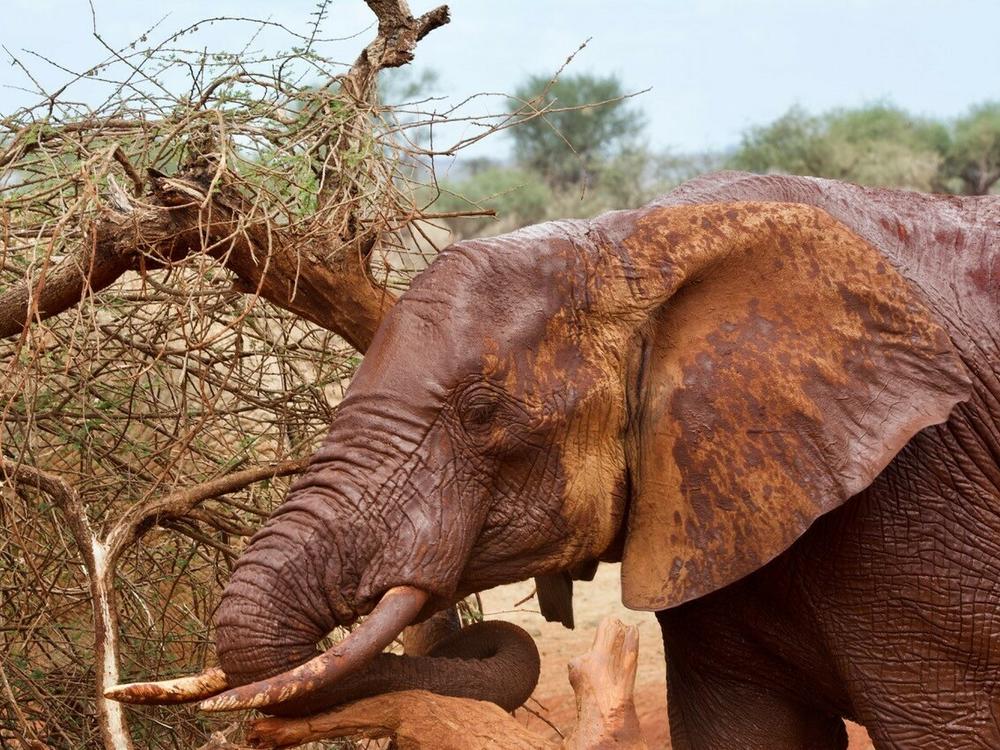 This bull pauses for a rub on some dead wood after emerging from mudding in a waterhole at Ngutuni Wildlife Conservancy, Tsavo East National Park in 2021. Elephants use all types of objects (including each other) to scratch or rub, often as a way to respond to itches from biting insects. Some objects become favored scratching spots are rubbed smooth.