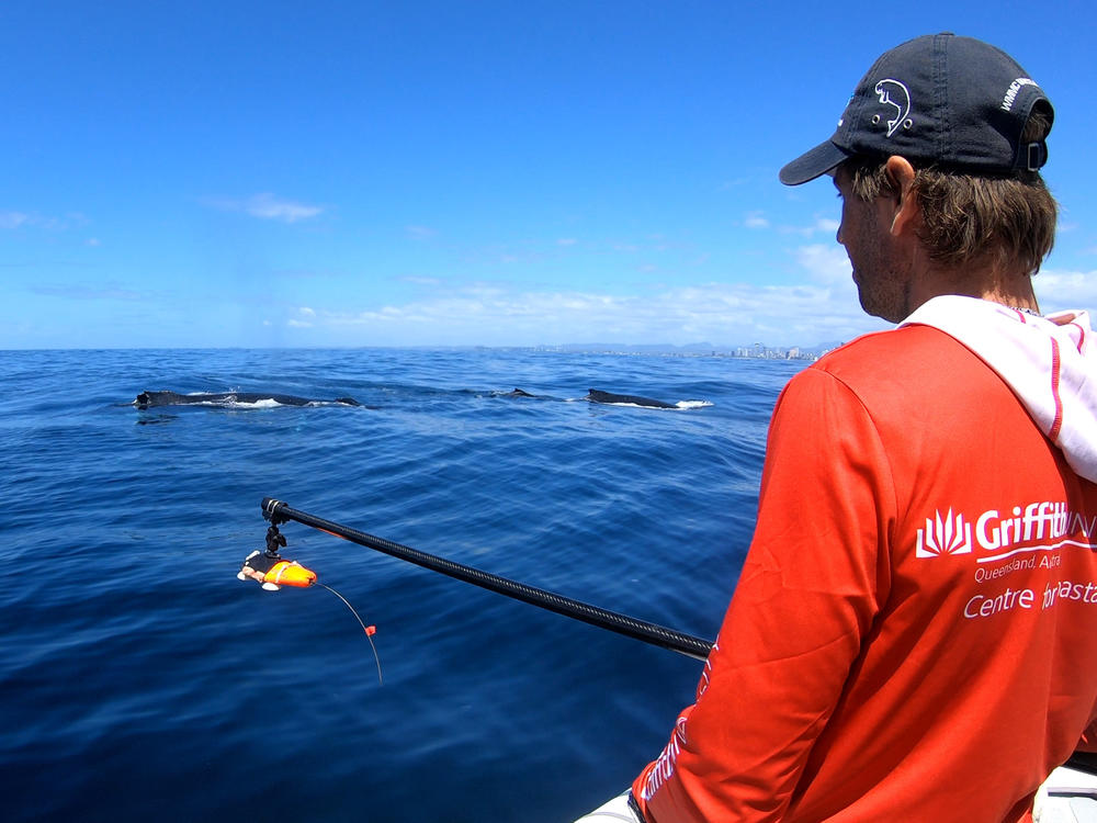 Marine scientist Jan-Olaf Meynecke waits for an opportune moment to attach a modified CATS cam digital tag near the dorsal fin of a migrating humpback off the Gold Coast of Australia.