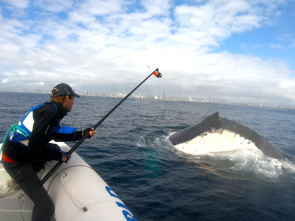 Marine scientists Jan-Olaf Meynecke attaches video-enabled tracking tags to humpback whales near Brisbane, Australia. While collecting data for a larger project on the whales' migration patterns and climate change, Meynecke and his colleagues discovered a new behavior they call 