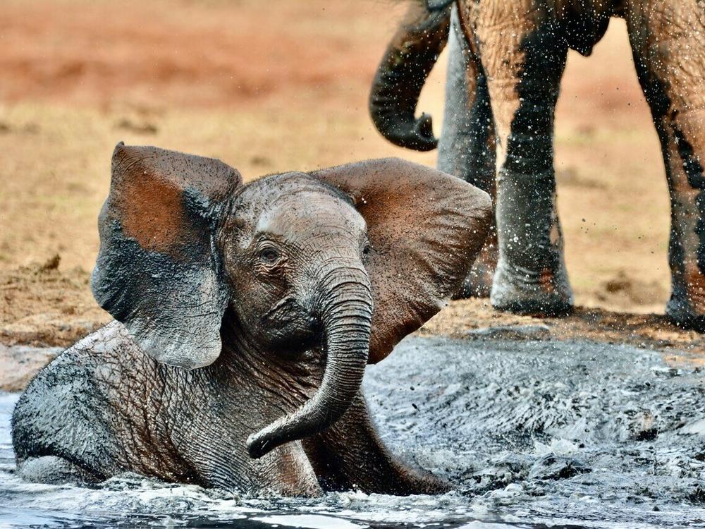 A young elephant calf frolics in the mud near its family at a waterhole at Voi Wildlife Lodge in Tsavo East National Park, 2019. From an early age calves learn to wallow in the mud which helps with cooling down on hot days and protection from the sun and biting insects.