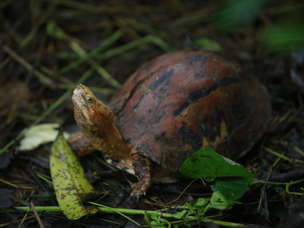 In this Aug 25, 2019 photo, a Southern Vietnamese box turtle (Cuora picturata) walks in its pen at a turtle sanctuary in Cuc Phuong national park in Ninh Binh province, Vietnam.