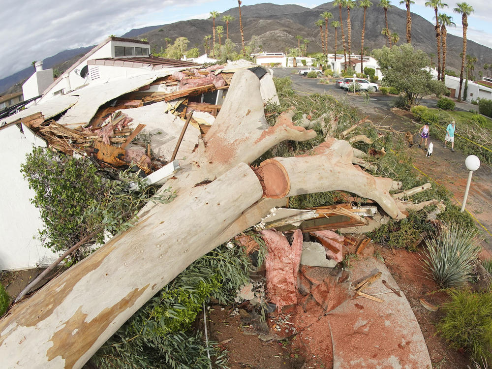 Mon., Aug. 21: Terry and Jack Flanigan walk their dogs past a eucalyptus tree that fell on a house in Palm Desert, Calif.