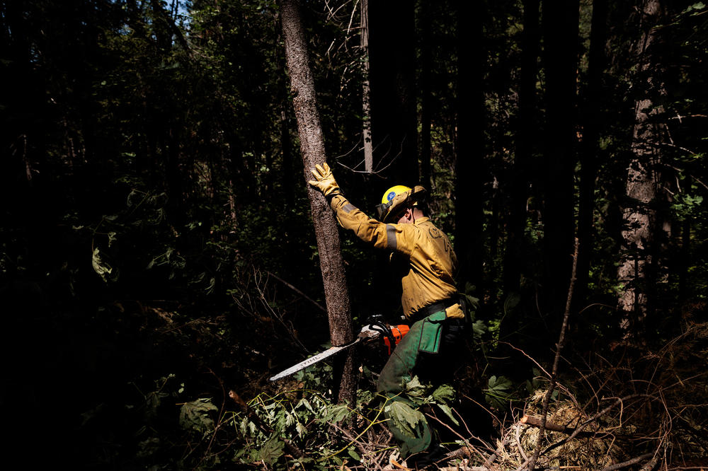 California National Guard Specialist Brett Carl cuts down a small tree while working on fire prevention with Task Force Rattlesnake.
