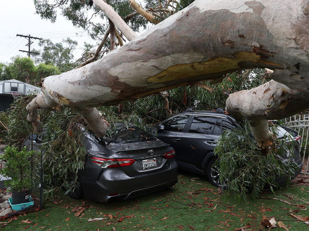 A large eucalyptus tree branch rests on cars after falling overnight as Tropical Storm Hilary moved through Sun Valley, Calif., overnight.
