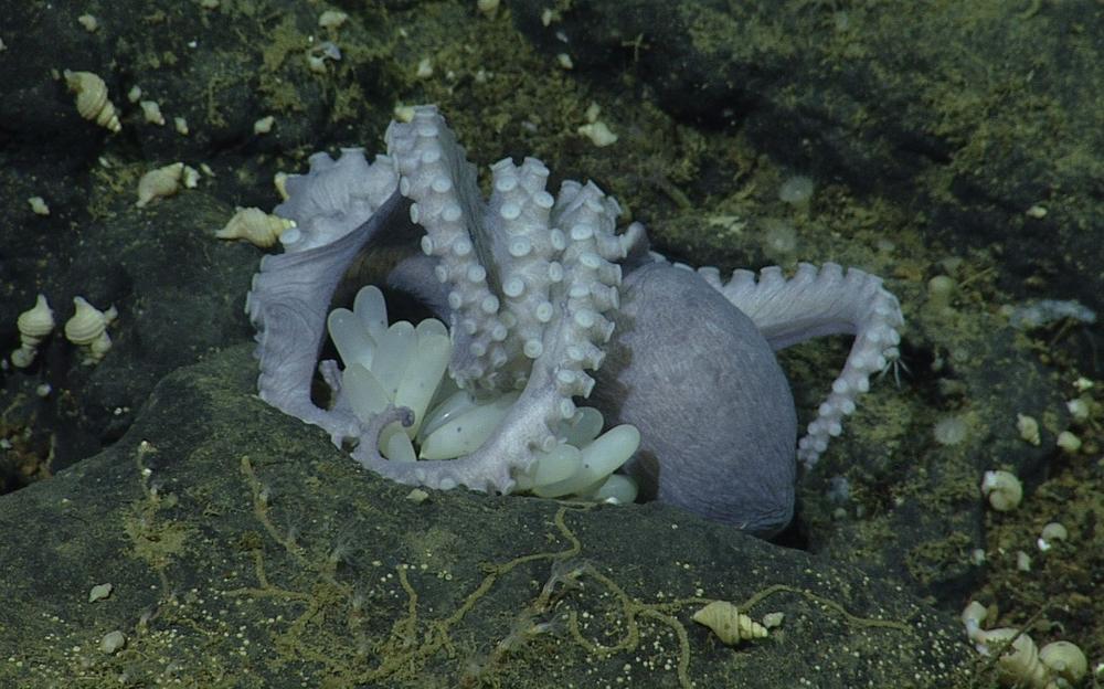 A female octopus in the deep Pacific ocean broods her eggs near a warm hydrothermal spring. The warmth there seems to speed the development of octopus embryos.