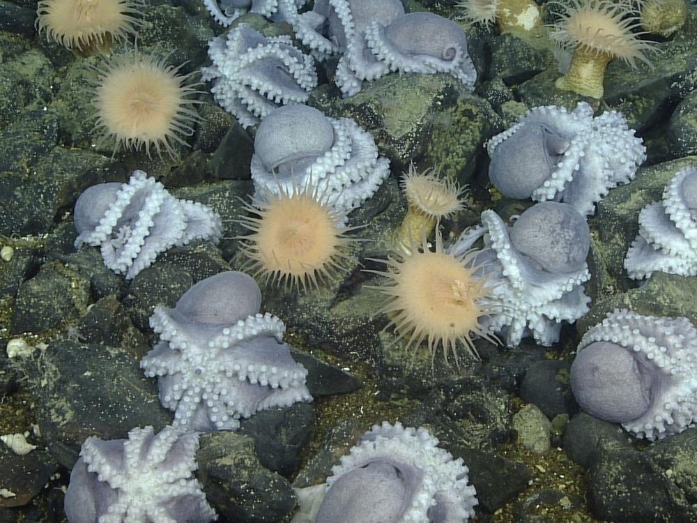 Researchers at the Monterey Bay Aquarium Research Institute studied female octopuses that nest together off Central California at a depth of about 3,200 meters.