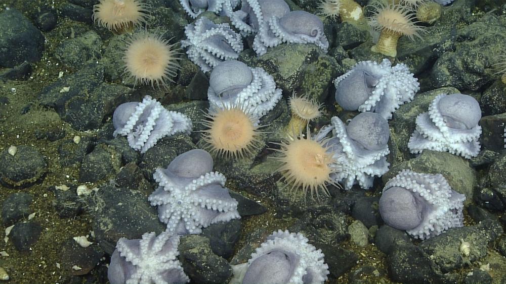 Researchers at the Monterey Bay Aquarium Research Institute studied female octopuses that nest together off Central California at a depth of about 3,200 meters.