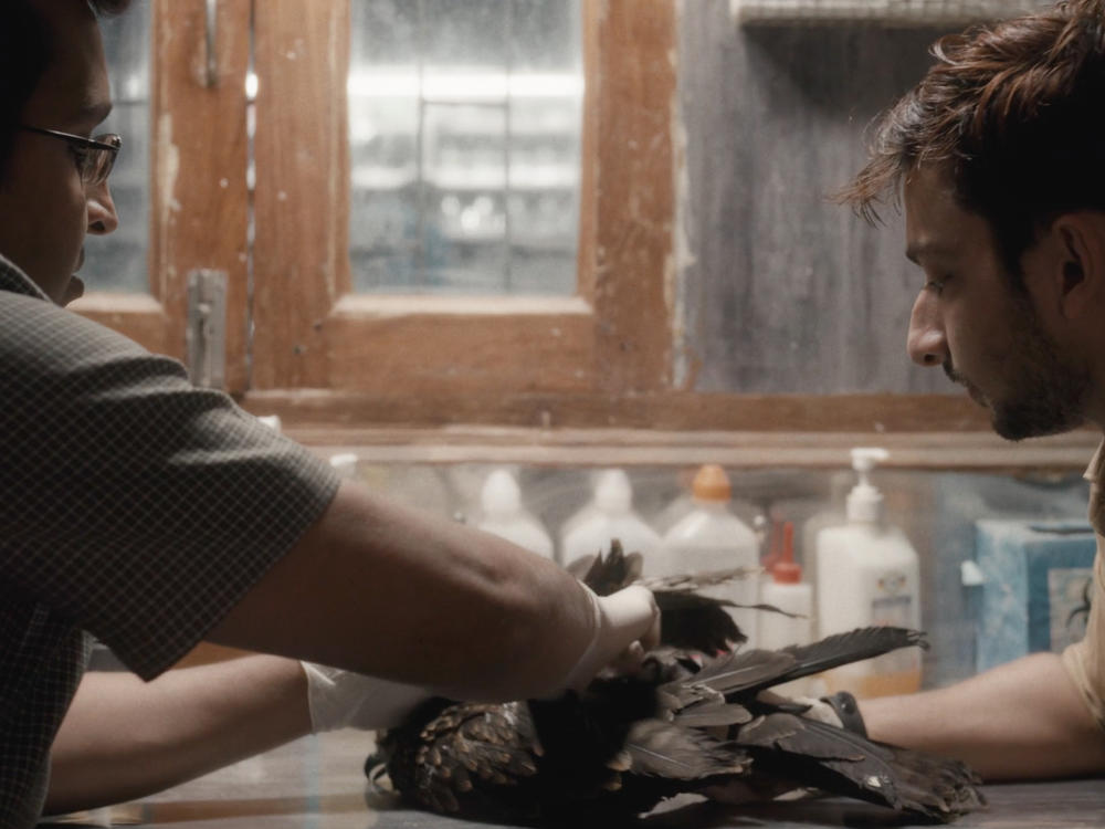 Mohammad Saud (left) is one of two bird-saving brothers profiled in the documentary <em>All The Breathes. </em>Above, he and his employee and friend Salik Rehman tend to an injured kite.