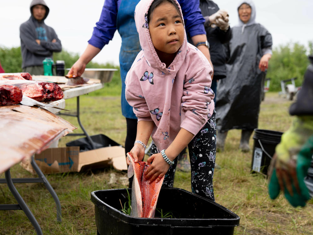 Students from the Yupiit School District learn how to prepare freshly caught salmon.