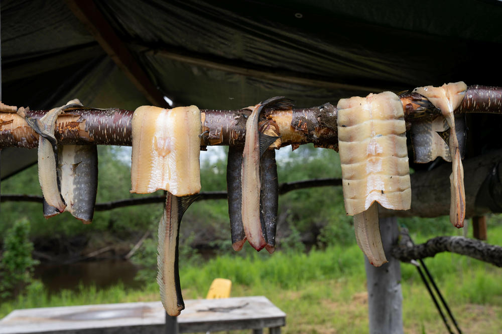 Fish hangs to dry at a fish camp near Akiachak, Alaska.