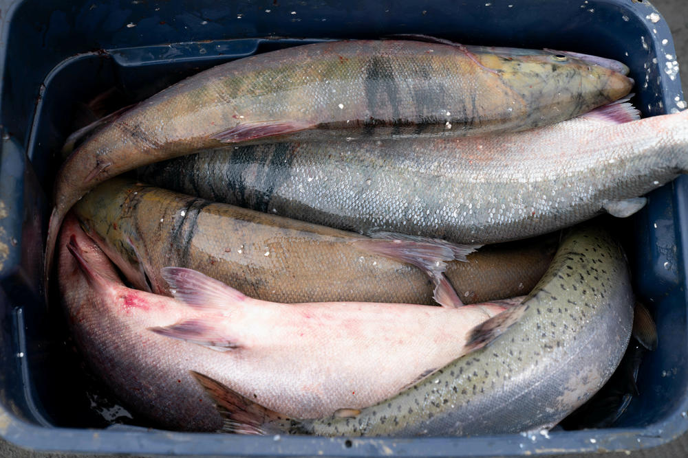 Salmon caught near Akiachak, Alaska.
