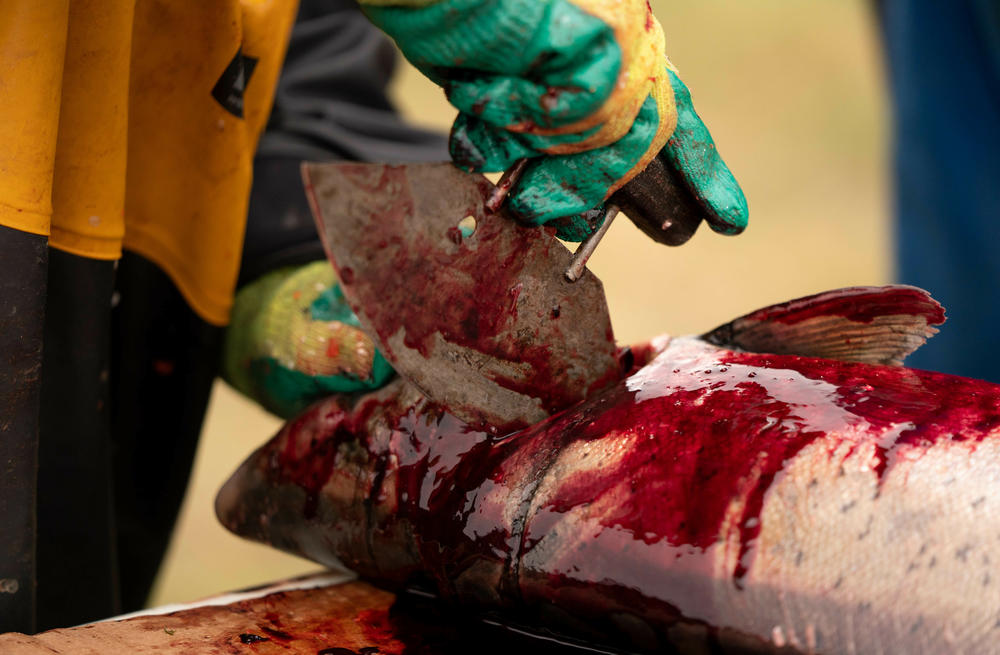 Salmon caught near Akiachak, Alaska, is processed with an uluaq.