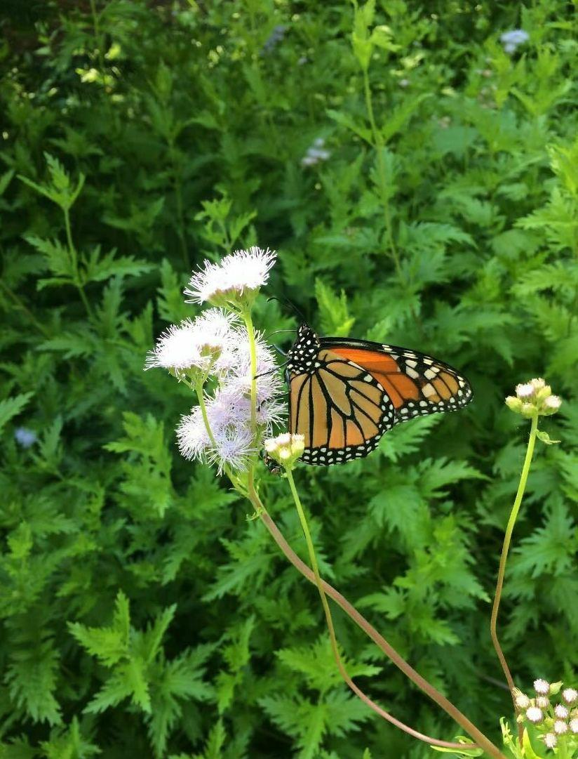A butterfly the author saw during an artist date.