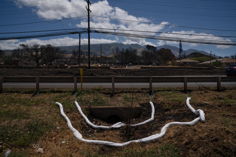 Long tubes of organic matter are being installed around storm drains in Lahaina to filter the runoff in burned areas.