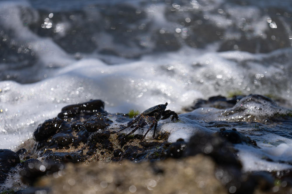 Marine experts are concerned that heavy metals and chemicals could get into the ocean's food chain, as well as harm the coral reef itself.