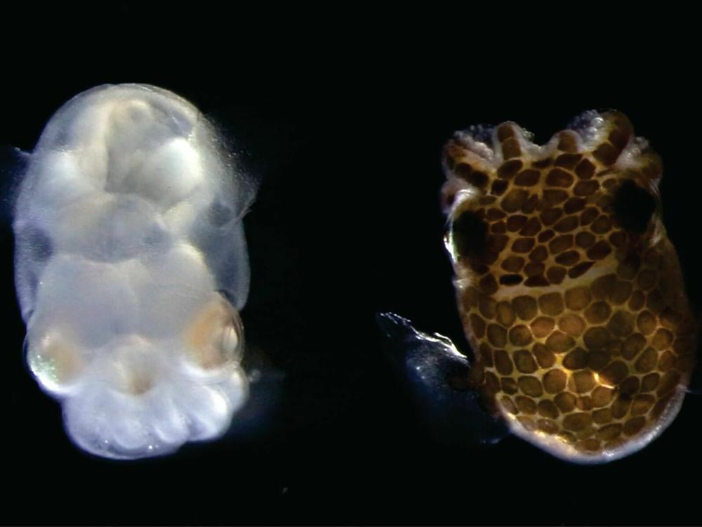 Scientists have engineered an albino squid that offers a window on the inner workings of the brain.