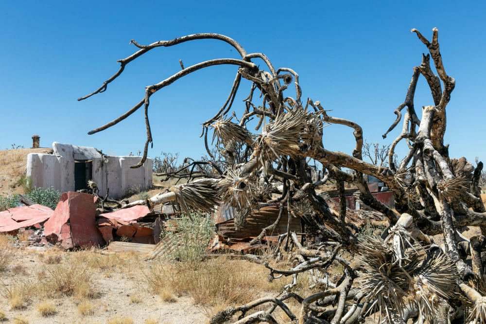 Plant remains hang over Valley View Ranch, one of the sites that burned in the 2020 Dome Fire at Mojave National Preserve.