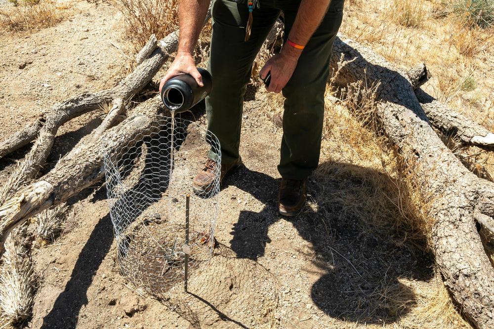 Supervisory park ranger Sierra Willoughby waters a baby Joshua tree, named 