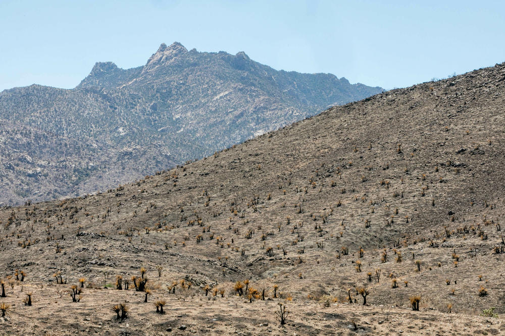 Charred carcasses of Mojave yuccas, Joshua trees and chollas are seen at the edge of the York Fire in San Bernardino County, California, inside Mojave National Preserve.