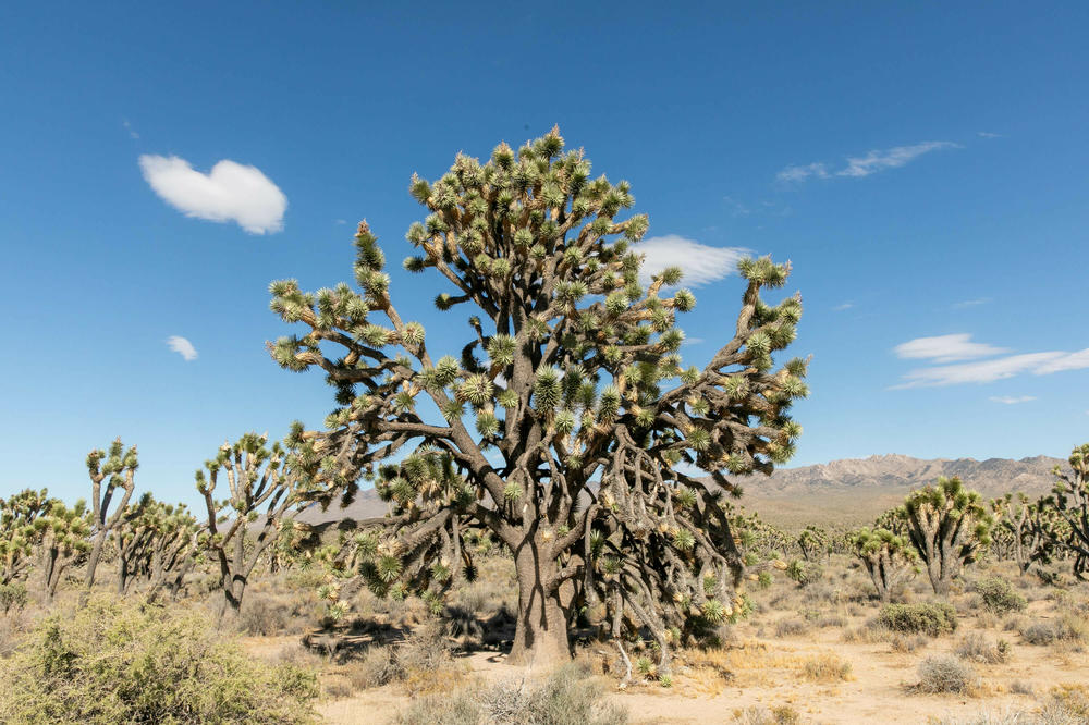 A surviving Joshua tree inside the Mojave National Preserve.