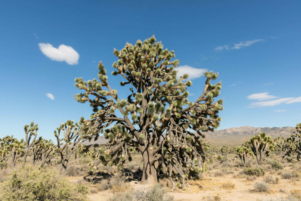 A surviving Joshua tree inside the Mojave National Preserve.