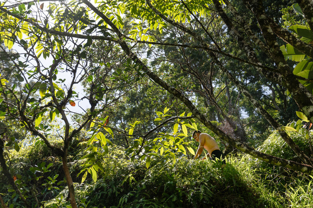 A tourist walks up a trail through the trees in Pua'a Ka'a State Wayside Park.