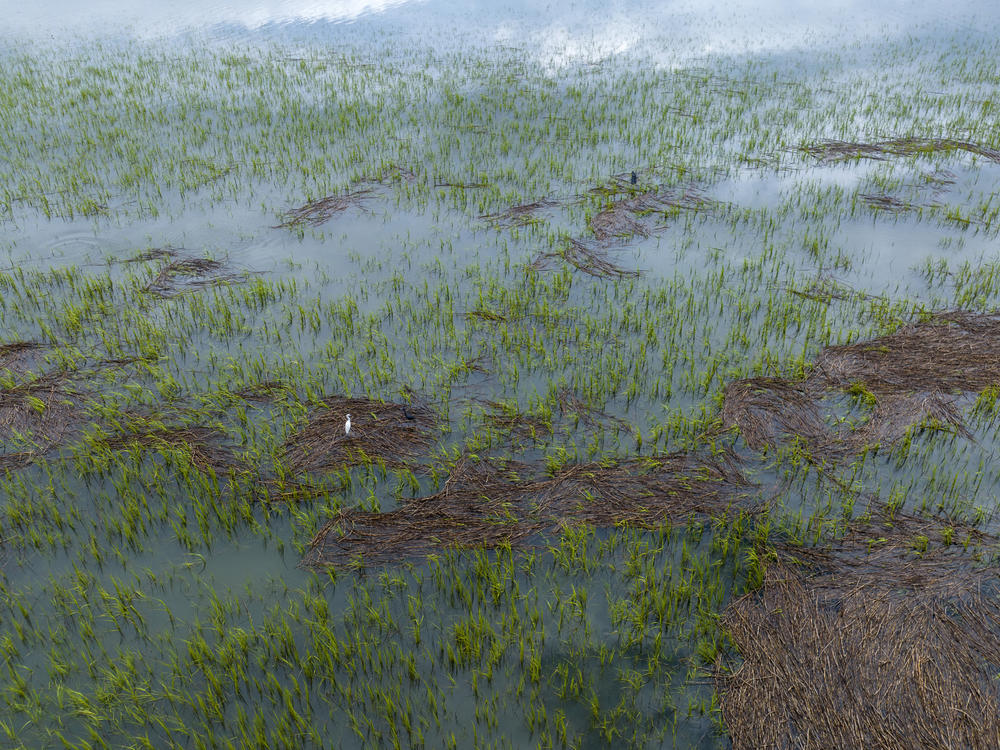 A snowy egret stands within the salt marsh at Station Creek Landing in St Helena, S.C., on July 10, 2023.