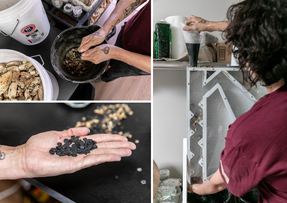 <strong>Clockwise from top left:</strong> Sanchez opens Joshua tree seed pods. <strong>Right:</strong> She then separates the seeds with a seed cleaning machine. <strong>Bottom left:</strong> Sanchez shows a handful of seeds after they have been separated.