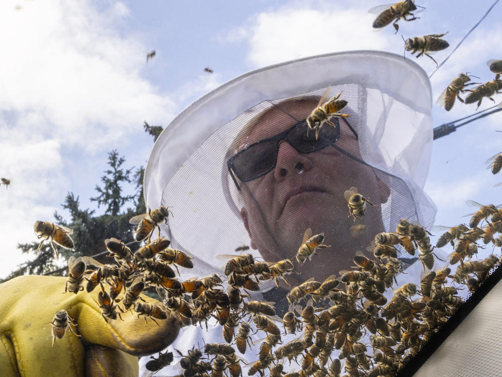 Beekeeper Mike Osborne uses his hand to look for the queen bee as he removes bees from a car after a truck carrying bee hives swerved, causing the hives to fall and release bees in Burlington, Ontario, on Wednesday, Aug. 30, 2023.
