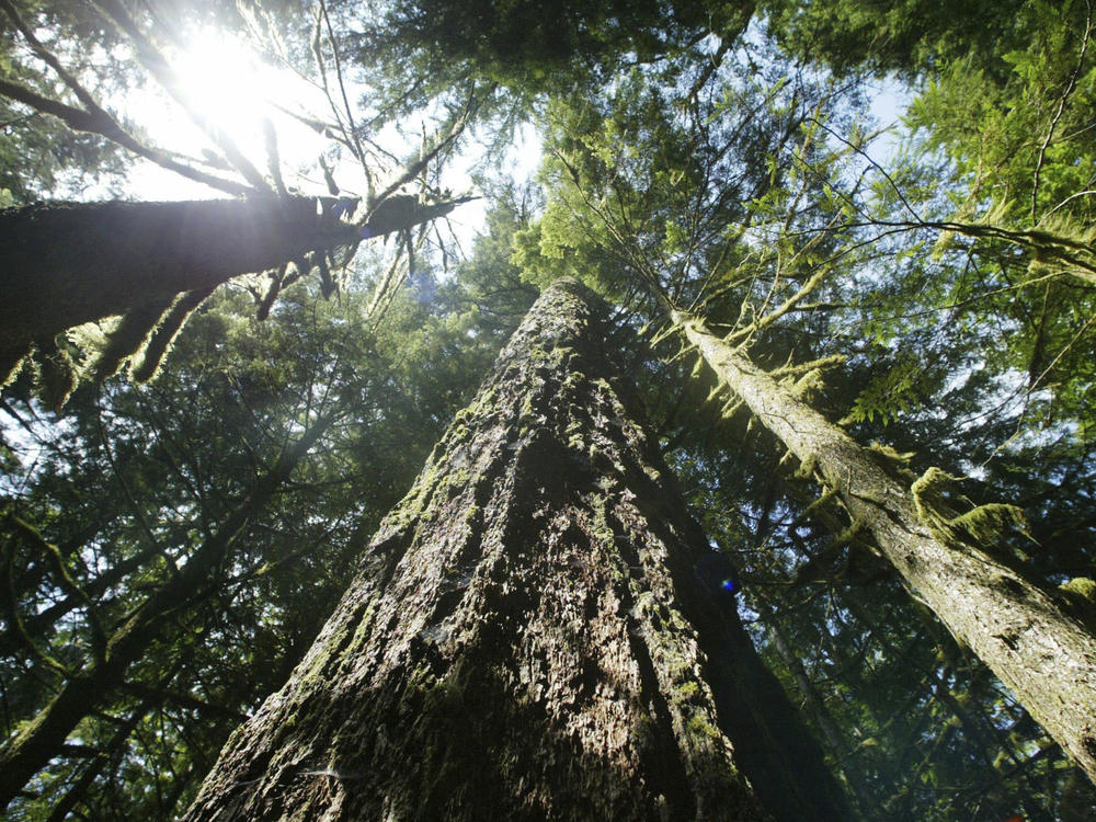 Old growth Douglas fir trees stand along the Salmon river Trail on the Mt. Hood National Forest outside Zigzag, Ore.