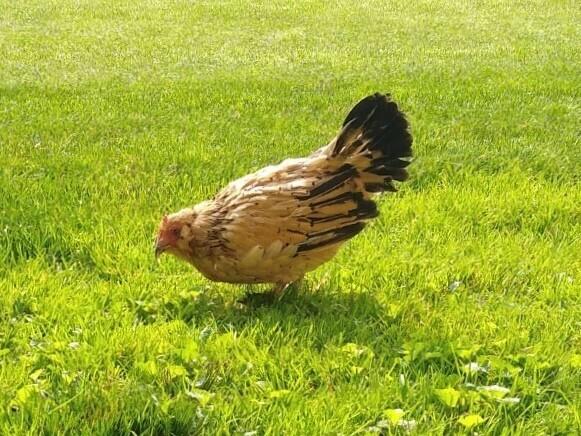 Peanut enjoys some time on the croquet court.
