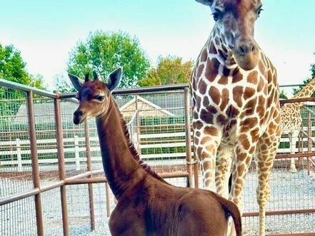 Kipekee, pictured at the Brights Zoo in Limestone, Tenn., is believed to be the only one of her kind on the planet.