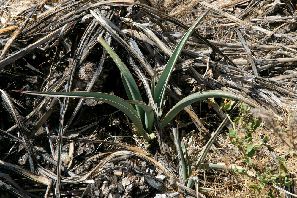 A Banana yucca sprouts in the burned landscape near Valley View Ranch.