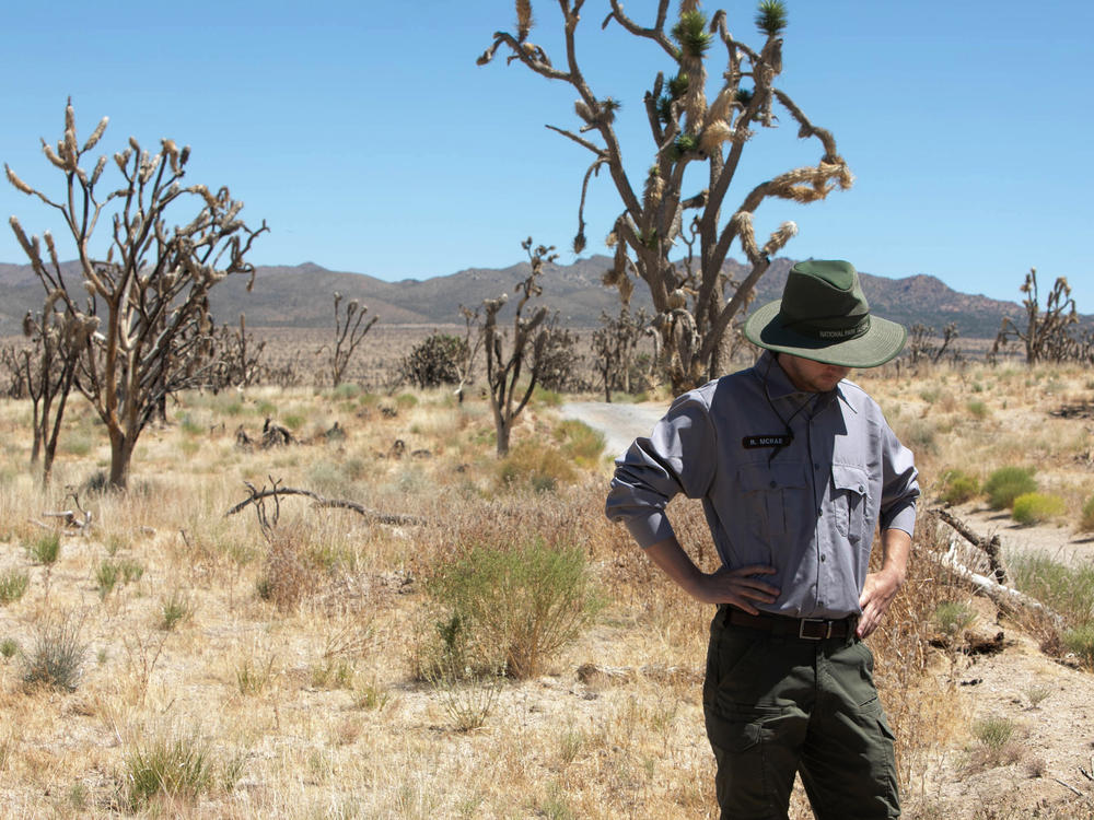 Mojave National Preserve technician Ryan McRae observes the remnants of the Dome Fire.