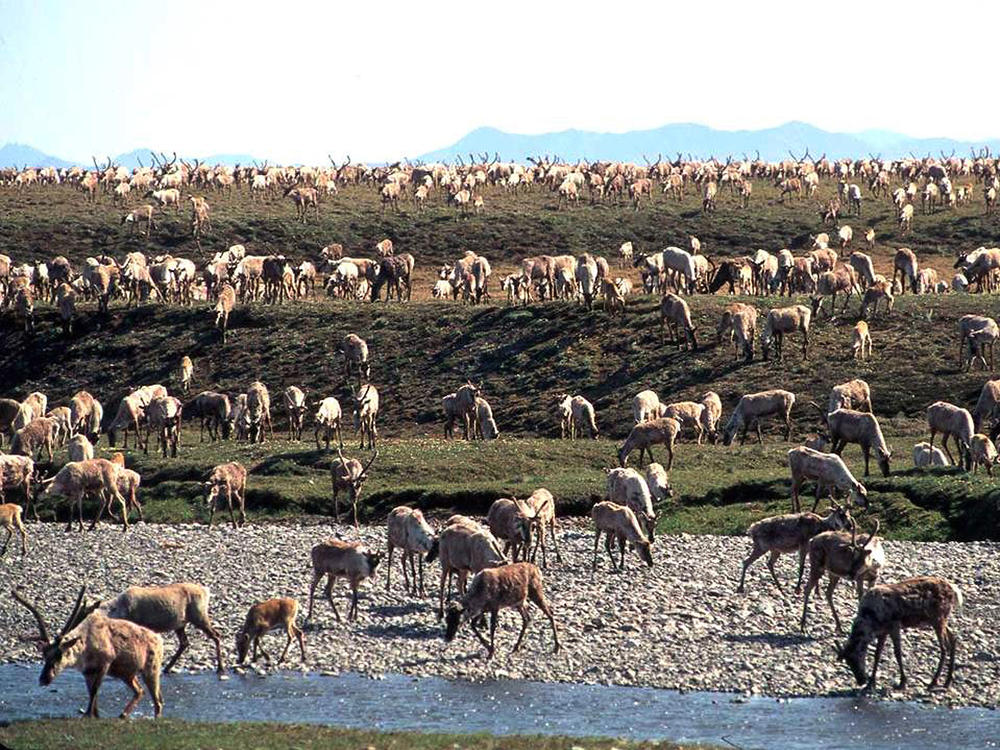 In this undated file photo provided by the U.S. Fish and Wildlife Service, caribou from the Porcupine caribou herd migrate onto the coastal plain of the Arctic National Wildlife Refuge in northeast Alaska.