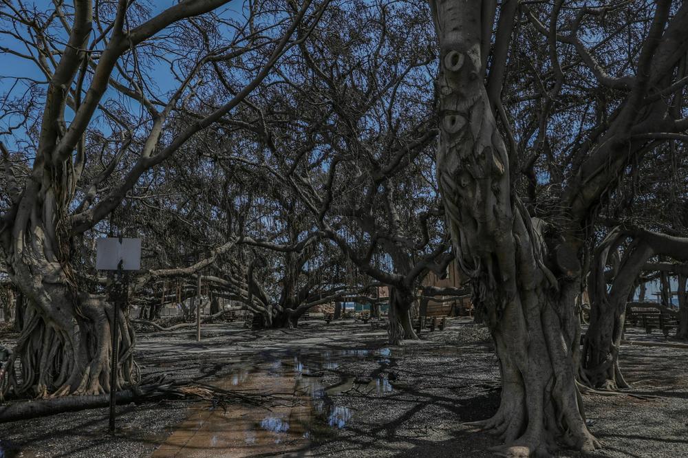 The historic Banyan tree is pictured in the aftermath of a wildfire in Lahaina, western Maui, Hawaii on Aug. 11, 2023.