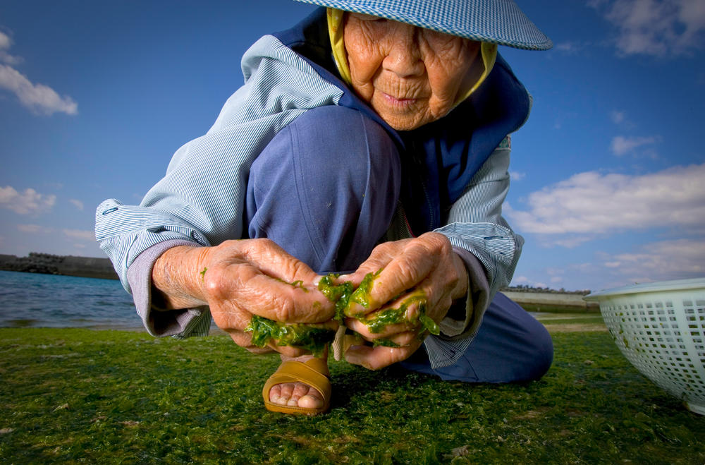 Kame Ogito, 89, gathers seaweed at low tide in Motobu, Okinawa, Japan. Seaweed is part of the plant-based, low-calorie diet that makes Okinawans some of the longest-lived people in the world.