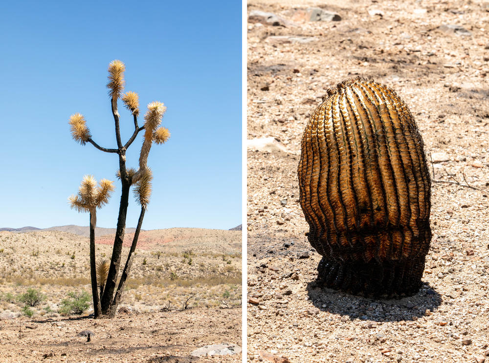 A scorched Joshua tree (left) and a burned barrel cactus are remnants of the York Fire.