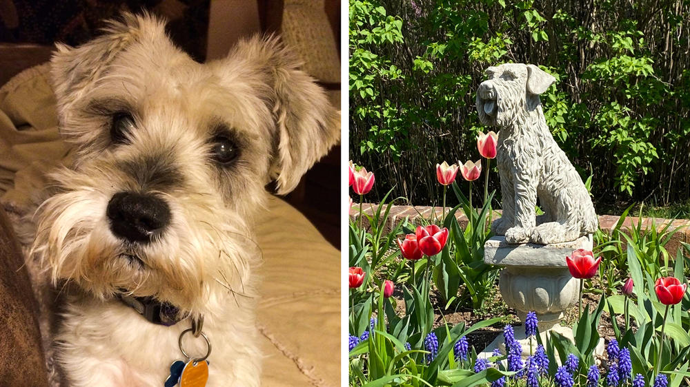 Left: Beth Fadely's miniature schnauzer, Bella. Right: A statue of a dog graces the Bella Blaine Rudy Memorial Flower Garden, which Fadely planted to commemorate her pet.