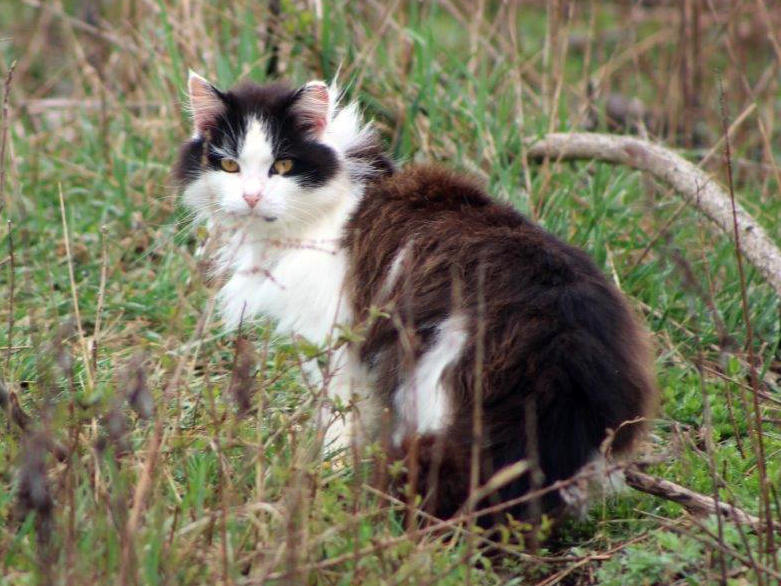 A feral cat hides in a wooded area near a beach parking lot at Jones Beach State Park in Wantagh, N.Y. The American Bird Conservancy sued the state parks department in 2016 to have the cats removed because they were a threat to the endangered piping plover and the cat colony was relocated to cat sanctuaries.