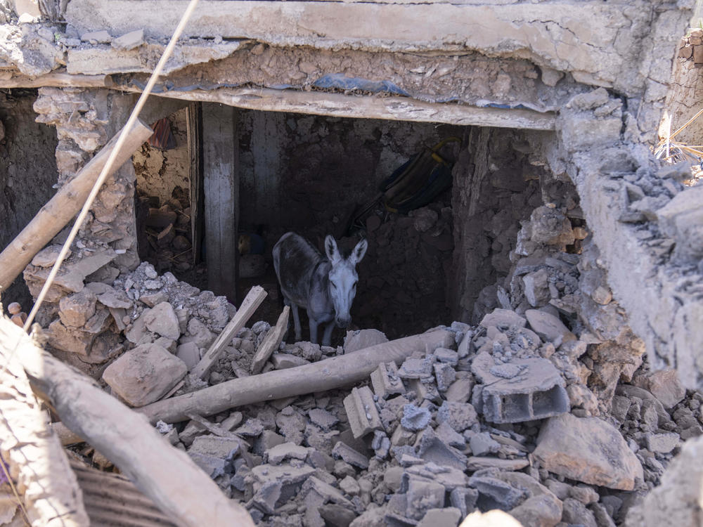 A donkey stands inside a building damaged by the earthquake in Tafeghaghte.
